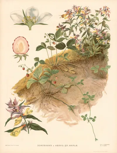 Strawberry & Toadflax by T-va I. D. Sytina, 1910 — digital art print download