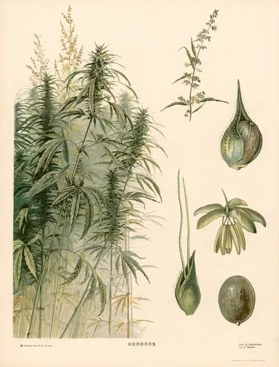 Thornapple by T-va I. D. Sytina, 1910 — digital art print download