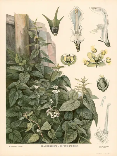 Nettles by T-va I. D. Sytina, 1910 — digital art print download