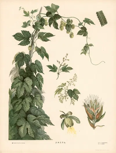 Hops by T-va I. D. Sytina, 1910 — digital art print download