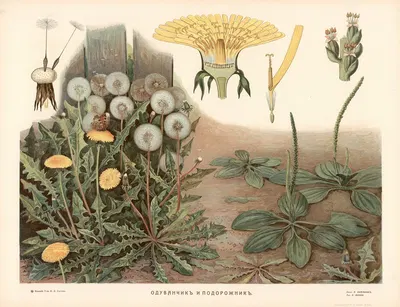 Dandelion and Bindweed by T-va I. D. Sytina, 1910 — digital art print download