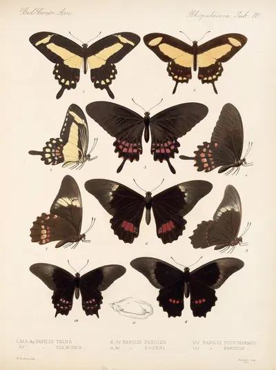 Insecta Lepidoptera-Rhopalocera Pl 071 by Frederick DuCane Godman, 1879-1915 — digital art print download