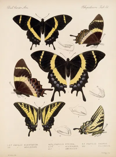 Insecta Lepidoptera-Rhopalocera Pl 073 by Frederick DuCane Godman, 1879-1915 — digital art print download