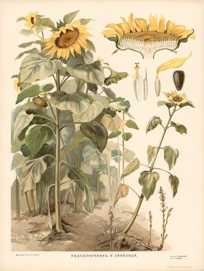 Sunflower by T-va I. D. Sytina, 1910 — digital art print download