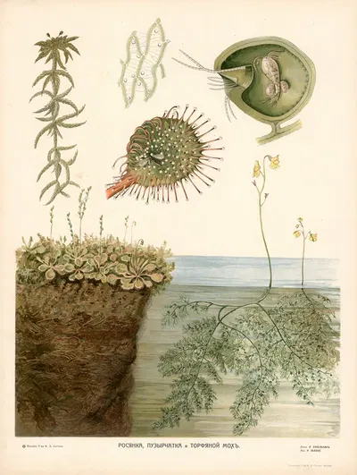 Sundew by T-va I. D. Sytina, 1910 — digital art print download