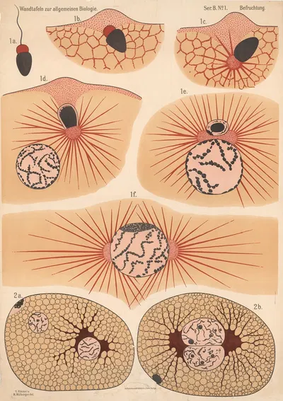 Fertilization by Valentin Haecker, 1900 — digital art print download