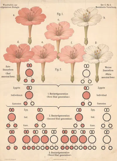 Mendelian inheritance by Valentin Haecker, 1900 — digital art print download