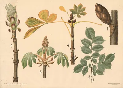 Grene og blade af kastanie og elmetræ by Vilhelm Balslev, 1902 — digital art print download