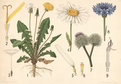Kurveblomster, mælkebøtte, kornblomst og marguerit by Vilhelm Balslev, 1902 — digital art print download