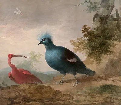 Pintade de Numidie et caïque à tête noire et Ibis rouge et goura couronné by Аерт Шоуман — digital art print download