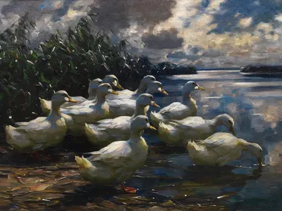 11 Enten in der Morgensonne by Александр Кёстер — digital art print download