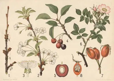 Kirsebær og rose by Vilhelm Balslev, 1902 — digital art print download