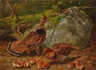 Ruffed Grouse by Артур Фицвильям Тейт, 1863 — digital art print download