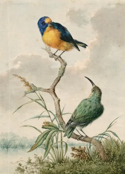 Two tropical birds 2 by Баренд Хендрик Тир — digital art print download