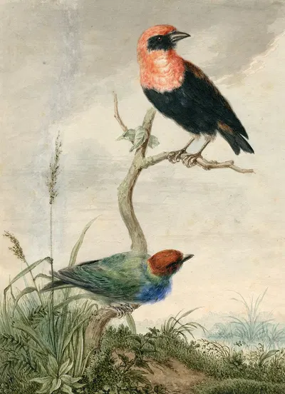 Two tropical birds by Баренд Хендрик Тир — digital art print download