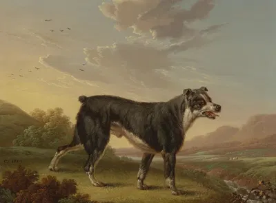 Tyke by Чарльз Таун, 1809 — digital art print download