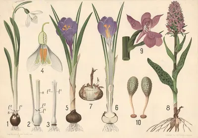 Vintergæk, krokus og gøgeurt by Vilhelm Balslev, 1902 — digital art print download