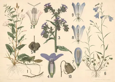 Agersnerle, oksetunge og klokkeblomst by Vilhelm Balslev, 1902 — digital art print download