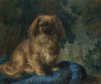 Pekingese by Франсуа-Шарль Кашу — digital art print download