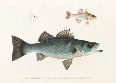 Fauna japonica Pl.002 by Philipp Franz Balthasar von Siebold, 1833-1850 — digital art print download