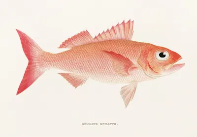 Fauna japonica Pl.005 by Philipp Franz Balthasar von Siebold, 1833-1850 — digital art print download