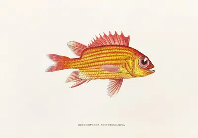 Fauna japonica Pl.013 by Philipp Franz Balthasar von Siebold, 1833-1850 — digital art print download