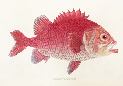 Fauna japonica Pl.015 by Philipp Franz Balthasar von Siebold, 1833-1850 — digital art print download