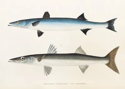 Fauna japonica Pl.021 by Philipp Franz Balthasar von Siebold, 1833-1850 — digital art print download