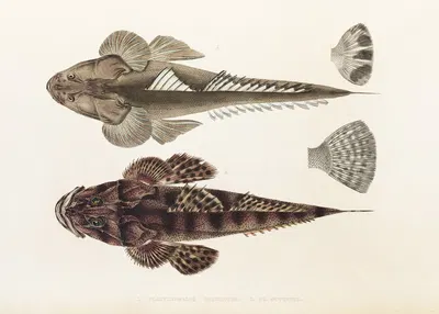 Fauna japonica Pl.025 by Philipp Franz Balthasar von Siebold, 1833-1850 — digital art print download