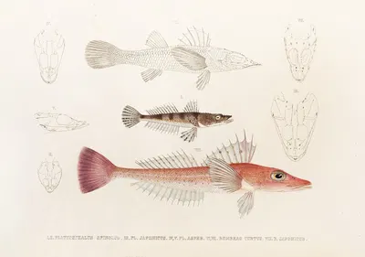 Fauna japonica Pl.027 by Philipp Franz Balthasar von Siebold, 1833-1850 — digital art print download