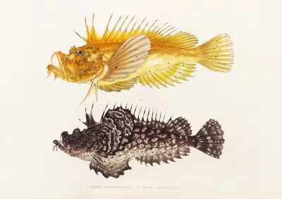 Fauna japonica Pl.029 by Philipp Franz Balthasar von Siebold, 1833-1850 — digital art print download