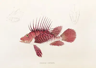 Fauna japonica Pl.030 by Philipp Franz Balthasar von Siebold, 1833-1850 — digital art print download