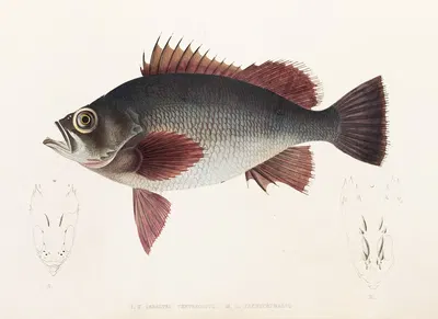 Fauna japonica Pl.031 by Philipp Franz Balthasar von Siebold, 1833-1850 — digital art print download