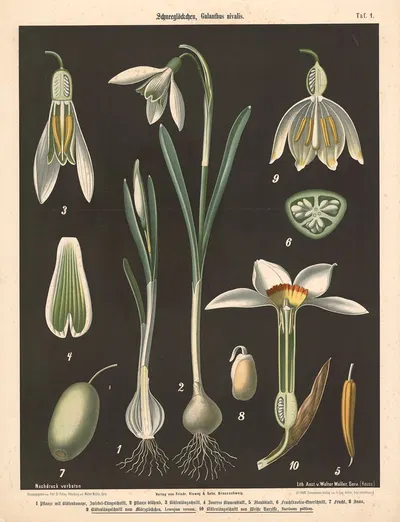 Schneeglöckschen, Galanthus nivalis by Walter Müller, 1894 — digital art print download