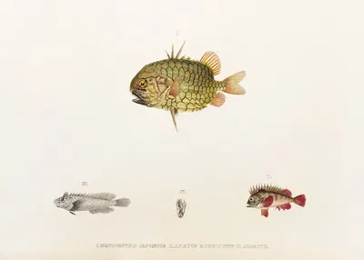 Fauna japonica Pl.033 by Philipp Franz Balthasar von Siebold, 1833-1850 — digital art print download