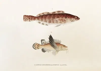 Fauna japonica Pl.034 by Philipp Franz Balthasar von Siebold, 1833-1850 — digital art print download