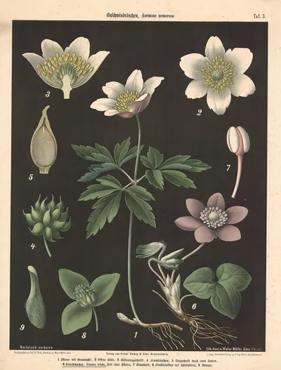 Buschwindröschen, Anemone nemorosa by Walter Müller, 1894 — digital art print download