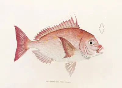 Fauna japonica Pl.046 by Philipp Franz Balthasar von Siebold, 1833-1850 — digital art print download
