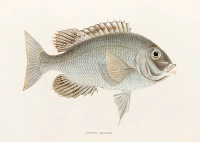 Fauna japonica Pl.049 by Philipp Franz Balthasar von Siebold, 1833-1850 — digital art print download