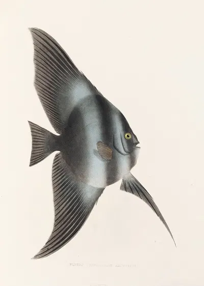Fauna japonica Pl.056 by Philipp Franz Balthasar von Siebold, 1833-1850 — digital art print download