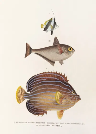 Fauna japonica Pl.057 by Philipp Franz Balthasar von Siebold, 1833-1850 — digital art print download