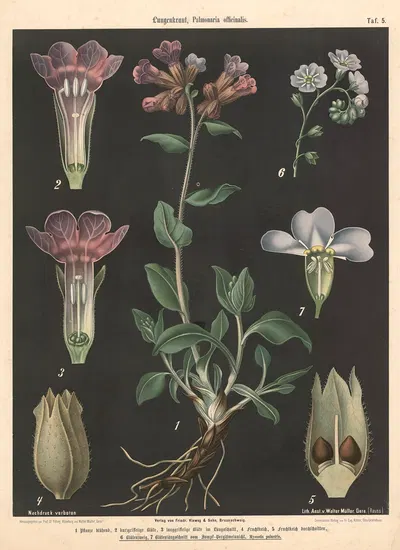 Lungenkraut, Pulmonaria officinalis by Walter Müller, 1894 — digital art print download