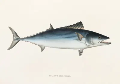 Fauna japonica Pl.065 by Philipp Franz Balthasar von Siebold, 1833-1850 — digital art print download