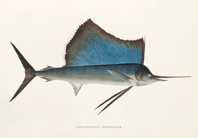 Fauna japonica Pl.068 by Philipp Franz Balthasar von Siebold, 1833-1850 — digital art print download