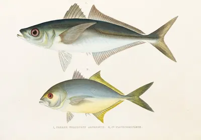 Fauna japonica Pl.072 by Philipp Franz Balthasar von Siebold, 1833-1850 — digital art print download