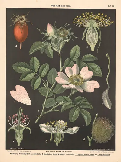 Wilde Pose, rosa canina by Walter Müller, 1894 — digital art print download