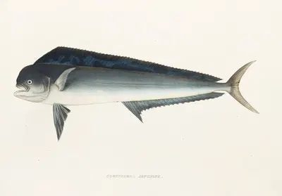 Fauna japonica Pl.077 by Philipp Franz Balthasar von Siebold, 1833-1850 — digital art print download