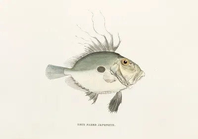 Fauna japonica Pl.080 by Philipp Franz Balthasar von Siebold, 1833-1850 — digital art print download
