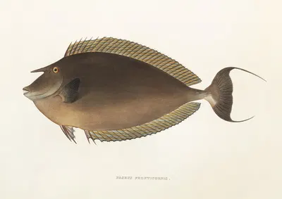 Fauna japonica Pl.083 by Philipp Franz Balthasar von Siebold, 1833-1850 — digital art print download