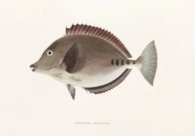 Fauna japonica Pl.084 by Philipp Franz Balthasar von Siebold, 1833-1850 — digital art print download